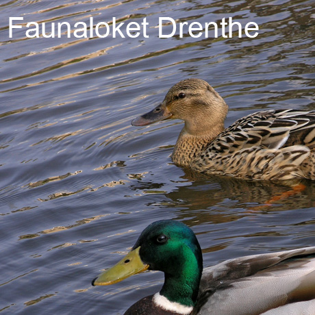 Faunaloket Drenthe